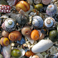Shell pick 'n' mix, lightly arranged, Photo by �luewave 