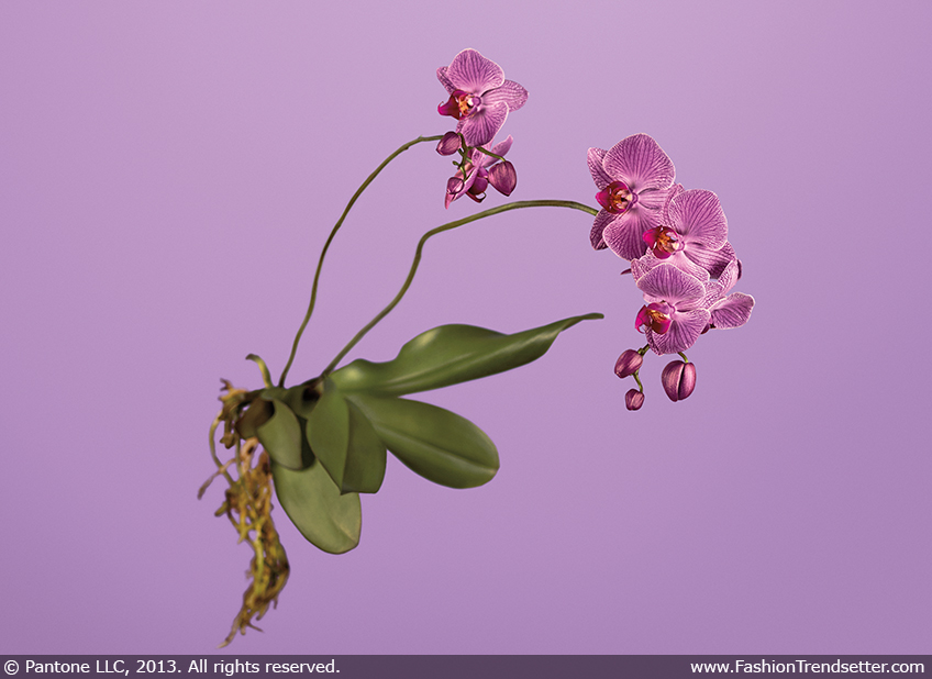 Pantone Color of the Year for 2014: PANTONE 18-3224 Radiant Orchid