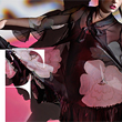 Colors of Diane von Furstenberg