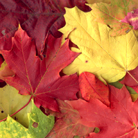 A handful of colourful Autumn leaves gathered at Route 66 State Park, Scott C., rampant-mac.com