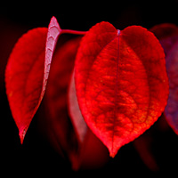 Red and Black, Photo by Zoe Briault