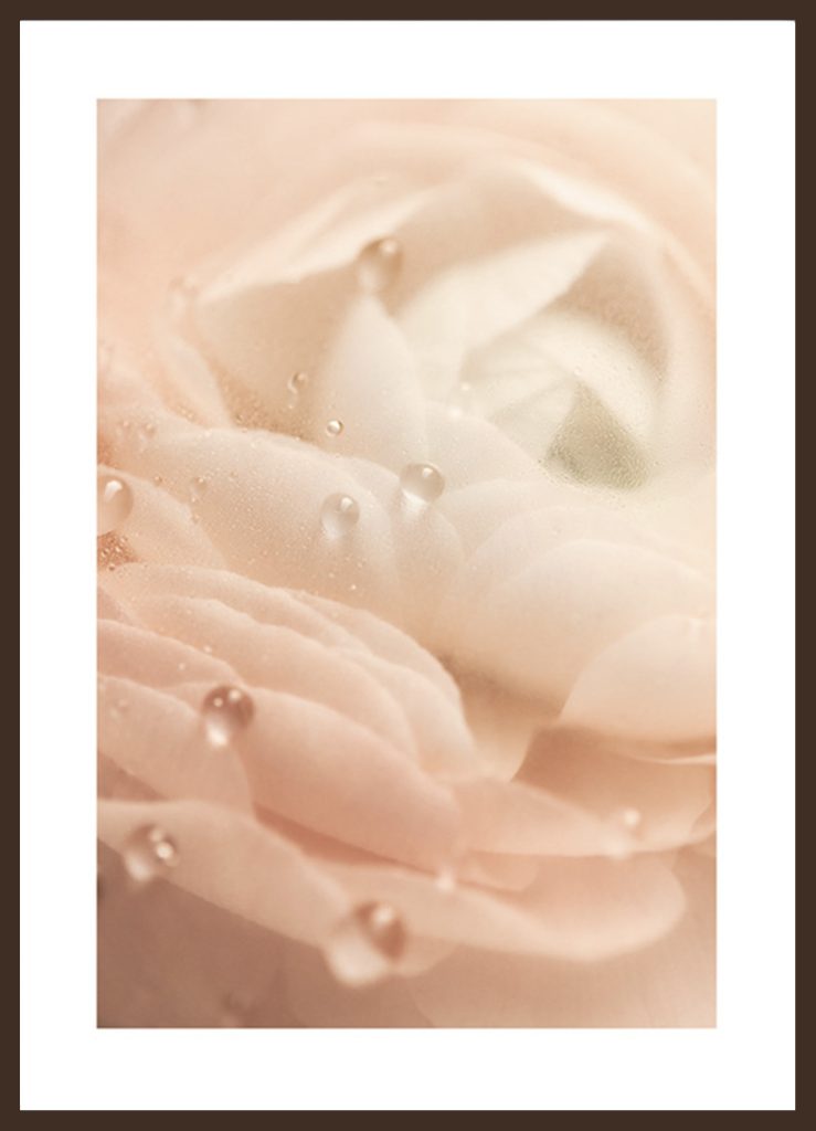 Romantic Rose Poster
 A close-up photograph of a pink rose and water drops. The poster is printed with a white margin around the image to frame the design nicely.