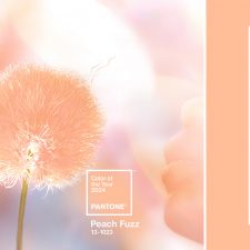Pantone Color Of The Year 2024: 13-1023 Peach Fuzz