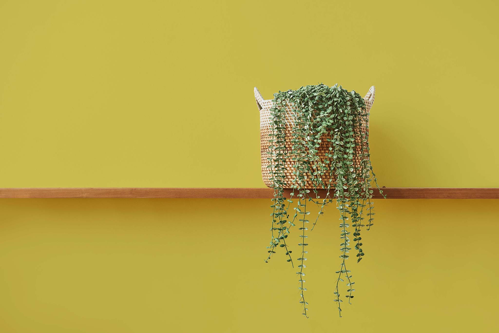 Paint Zero - Mustard